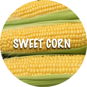 sweet corn