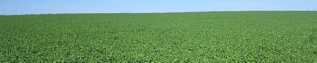 pea varieties